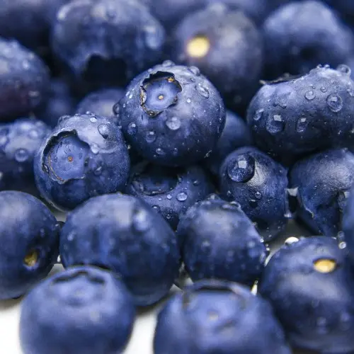 智利藍莓